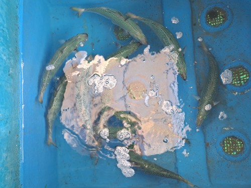 2025-07-06の釣果