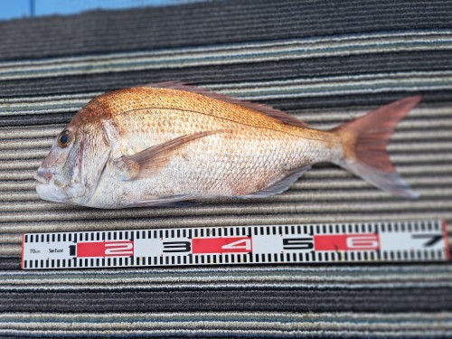 2025-08-12の釣果