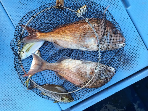 2025-08-17の釣果