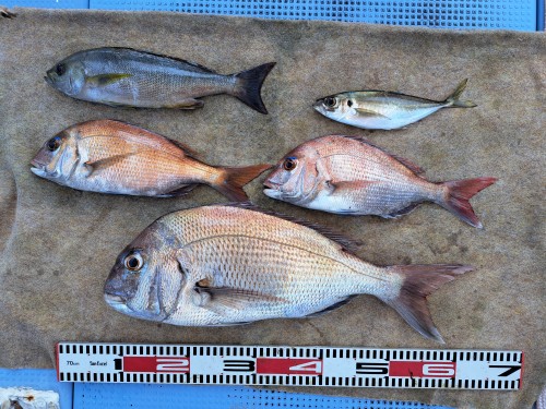 2025-08-18の釣果