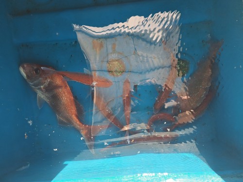 2025-09-03の釣果