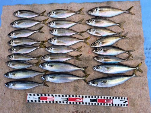 2025-09-23の釣果