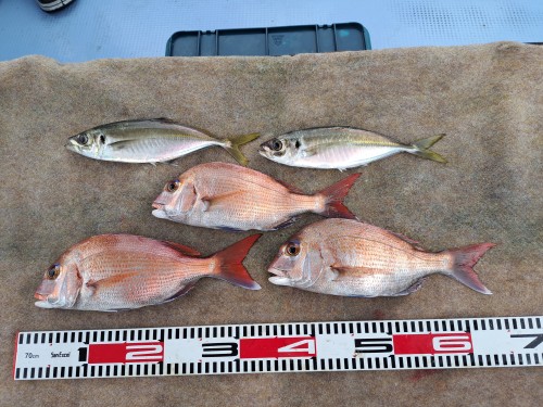 2025-10-05の釣果
