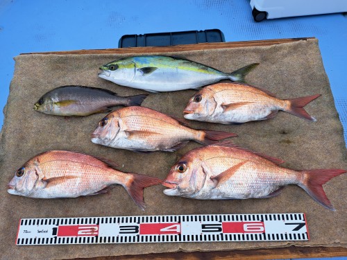 2025-11-05の釣果