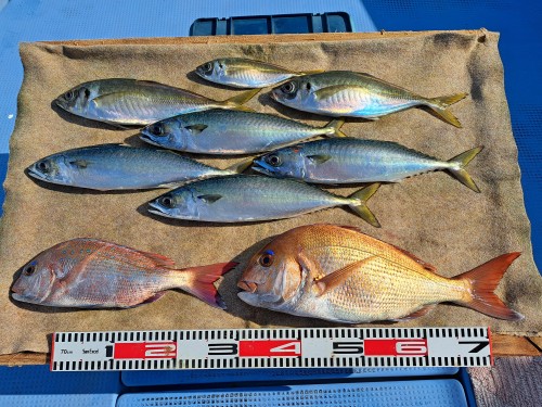 2025-12-10の釣果